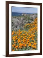 USA, California, Near Big Sur, California Poppies on the Central Coast-Rob Tilley-Framed Photographic Print