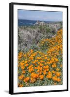 USA, California, Near Big Sur, California Poppies on the Central Coast-Rob Tilley-Framed Photographic Print