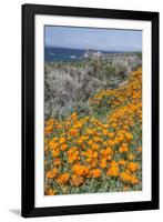 USA, California, Near Big Sur, California Poppies on the Central Coast-Rob Tilley-Framed Photographic Print