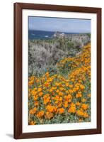 USA, California, Near Big Sur, California Poppies on the Central Coast-Rob Tilley-Framed Photographic Print