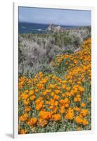 USA, California, Near Big Sur, California Poppies on the Central Coast-Rob Tilley-Framed Photographic Print