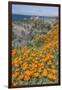 USA, California, Near Big Sur, California Poppies on the Central Coast-Rob Tilley-Framed Photographic Print