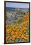 USA, California, Near Big Sur, California Poppies on the Central Coast-Rob Tilley-Framed Photographic Print