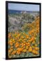 USA, California, Near Big Sur, California Poppies on the Central Coast-Rob Tilley-Framed Photographic Print