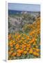 USA, California, Near Big Sur, California Poppies on the Central Coast-Rob Tilley-Framed Premium Photographic Print