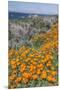 USA, California, Near Big Sur, California Poppies on the Central Coast-Rob Tilley-Mounted Premium Photographic Print