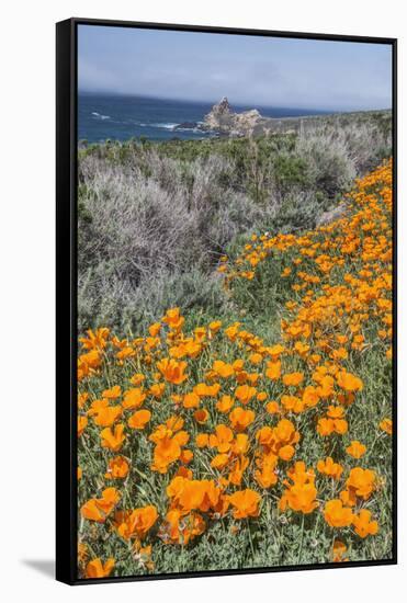 USA, California, Near Big Sur, California Poppies on the Central Coast-Rob Tilley-Framed Stretched Canvas