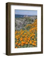 USA, California, Near Big Sur, California Poppies on the Central Coast-Rob Tilley-Framed Photographic Print