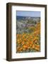 USA, California, Near Big Sur, California Poppies on the Central Coast-Rob Tilley-Framed Photographic Print