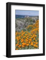 USA, California, Near Big Sur, California Poppies on the Central Coast-Rob Tilley-Framed Photographic Print