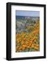 USA, California, Near Big Sur, California Poppies on the Central Coast-Rob Tilley-Framed Photographic Print