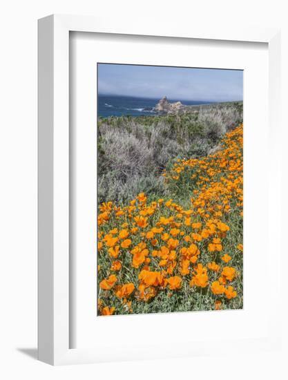 USA, California, Near Big Sur, California Poppies on the Central Coast-Rob Tilley-Framed Photographic Print