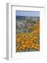 USA, California, Near Big Sur, California Poppies on the Central Coast-Rob Tilley-Framed Photographic Print