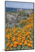 USA, California, Near Big Sur, California Poppies on the Central Coast-Rob Tilley-Mounted Photographic Print