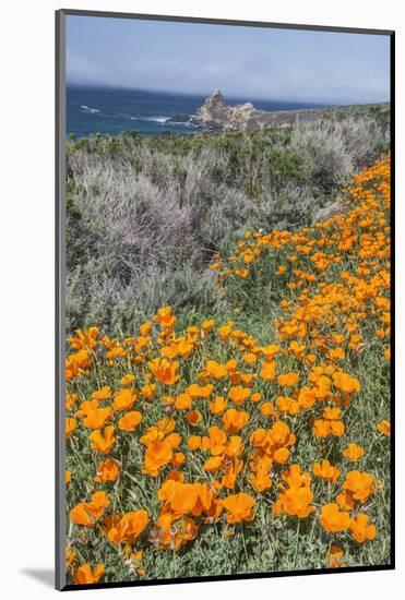 USA, California, Near Big Sur, California Poppies on the Central Coast-Rob Tilley-Mounted Photographic Print