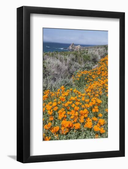 USA, California, Near Big Sur, California Poppies on the Central Coast-Rob Tilley-Framed Premium Photographic Print