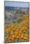 USA, California, Near Big Sur, California Poppies on the Central Coast-Rob Tilley-Mounted Premium Photographic Print