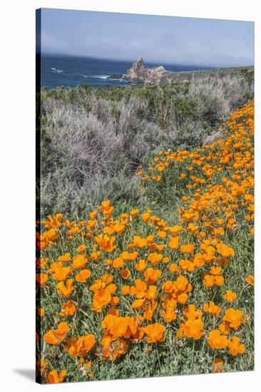 USA, California, Near Big Sur, California Poppies on the Central Coast-Rob Tilley-Stretched Canvas