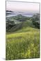 USA, California, Near Paso Robles, Mustard Hill Dawn-Rob Tilley-Mounted Photographic Print