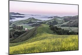 USA, California, Near Paso Robles, Mustard Hill Dawn-Rob Tilley-Mounted Photographic Print