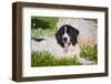 USA, California. Newfoundland lying in greenery by rock.-Zandria Muench Beraldo-Framed Photographic Print