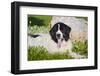 USA, California. Newfoundland lying in greenery by rock.-Zandria Muench Beraldo-Framed Photographic Print