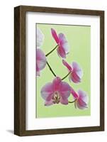 USA, California of blooming orchids.-Jaynes Gallery-Framed Photographic Print