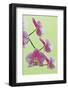 USA, California of blooming orchids.-Jaynes Gallery-Framed Photographic Print