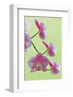 USA, California of blooming orchids.-Jaynes Gallery-Framed Photographic Print