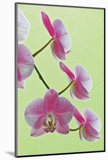 USA, California of blooming orchids.-Jaynes Gallery-Mounted Photographic Print