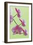 USA, California of blooming orchids.-Jaynes Gallery-Framed Photographic Print