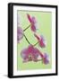 USA, California of blooming orchids.-Jaynes Gallery-Framed Photographic Print