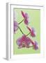 USA, California of blooming orchids.-Jaynes Gallery-Framed Photographic Print