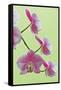 USA, California of blooming orchids.-Jaynes Gallery-Framed Stretched Canvas