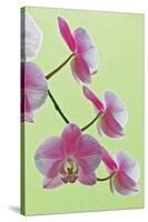 USA, California of blooming orchids.-Jaynes Gallery-Stretched Canvas