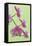 USA, California of blooming orchids.-Jaynes Gallery-Framed Stretched Canvas