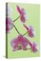 USA, California of blooming orchids.-Jaynes Gallery-Stretched Canvas