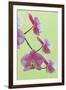 USA, California of blooming orchids.-Jaynes Gallery-Framed Photographic Print