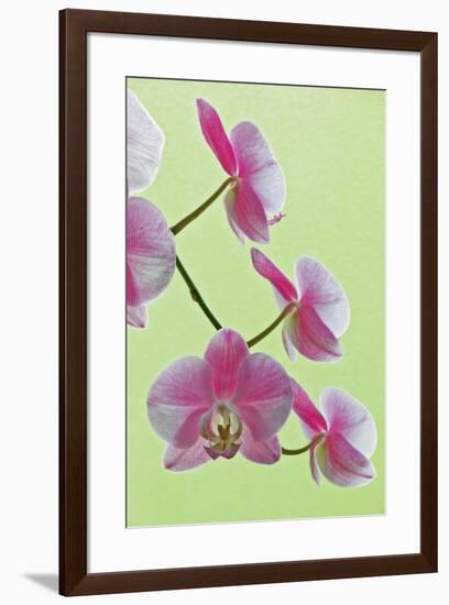 USA, California of blooming orchids.-Jaynes Gallery-Framed Premium Photographic Print