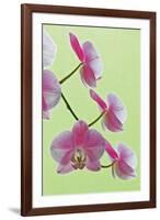 USA, California of blooming orchids.-Jaynes Gallery-Framed Premium Photographic Print