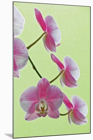 USA, California of blooming orchids.-Jaynes Gallery-Mounted Premium Photographic Print