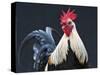 USA, California of rooster.-Jaynes Gallery-Stretched Canvas