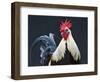 USA, California of rooster.-Jaynes Gallery-Framed Photographic Print