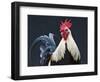 USA, California of rooster.-Jaynes Gallery-Framed Photographic Print