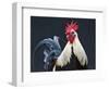 USA, California of rooster.-Jaynes Gallery-Framed Photographic Print