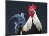 USA, California of rooster.-Jaynes Gallery-Mounted Photographic Print