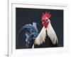 USA, California of rooster.-Jaynes Gallery-Framed Photographic Print