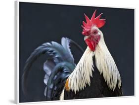 USA, California of rooster.-Jaynes Gallery-Framed Photographic Print
