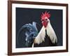 USA, California of rooster.-Jaynes Gallery-Framed Photographic Print