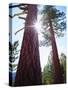 USA, California. Old-Growth Ponderosa Pine Trees in the High Sierra-Jaynes Gallery-Stretched Canvas